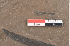 Foto (Detailansicht) von Palmae ?  (NHMW-GEO-2024-0188-8056c)
